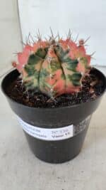 GYMNOCALYCIUM Mihanovichii Variegata Nº 536 – vaso 15 - Imagem 9