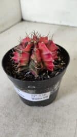 GYMNOCALYCIUM Mihanovichii Variegata Nº 536 – vaso 09 - Imagem 9