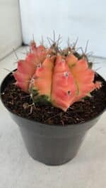 GYMNOCALYCIUM Mihanovichii Variegata Nº 536 – vaso 15 - Imagem 7