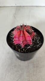 GYMNOCALYCIUM Mihanovichii Variegata Nº 536 – vaso 09 - Imagem 8