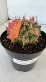 GYMNOCALYCIUM Mihanovichii Variegata Nº 536 – vaso 15 - Imagem 6