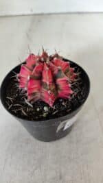 GYMNOCALYCIUM Mihanovichii Variegata Nº 536 – vaso 09 - Imagem 7