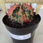 GYMNOCALYCIUM Mihanovichii Variegata Nº 536 – vaso 15