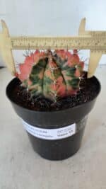 GYMNOCALYCIUM Mihanovichii Variegata Nº 536 – vaso 15