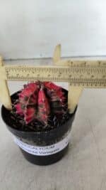 GYMNOCALYCIUM Mihanovichii Variegata Nº 536 – vaso 09 - Imagem 4