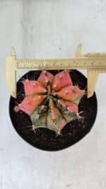 GYMNOCALYCIUM Mihanovichii Variegata Nº 536 – vaso 15 - Imagem 5