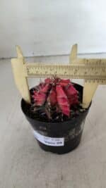 GYMNOCALYCIUM Mihanovichii Variegata Nº 536 – vaso 09 - Imagem 6