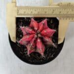 GYMNOCALYCIUM Mihanovichii Variegata Nº 536 – vaso 09