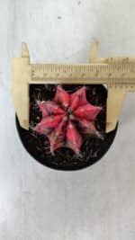 GYMNOCALYCIUM Mihanovichii Variegata Nº 536 – vaso 09