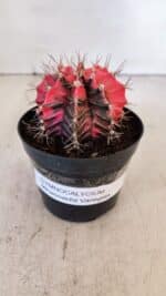 GYMNOCALYCIUM Mihanovichii Variegata Nº 537 – vaso 09 - Imagem 2