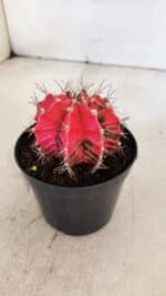 GYMNOCALYCIUM Mihanovichii Variegata Nº 537 – vaso 09 - Imagem 7