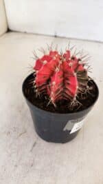 GYMNOCALYCIUM Mihanovichii Variegata Nº 537 – vaso 09 - Imagem 6