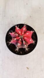 GYMNOCALYCIUM Mihanovichii Variegata Nº 537 – vaso 09 - Imagem 3