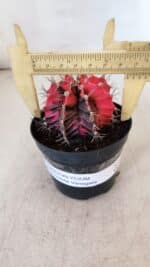 GYMNOCALYCIUM Mihanovichii Variegata Nº 537 – vaso 09 - Imagem 4