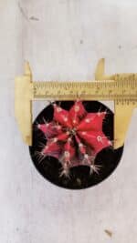 GYMNOCALYCIUM Mihanovichii Variegata Nº 537 – vaso 09