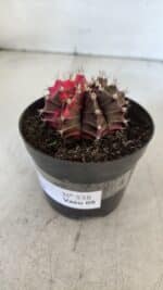 GYMNOCALYCIUM Mihanovichii Variegata Nº 538 – vaso 09 - Imagem 9