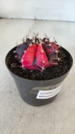 GYMNOCALYCIUM Mihanovichii Variegata Nº 538 – vaso 09 - Imagem 7