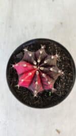 GYMNOCALYCIUM Mihanovichii Variegata Nº 538 – vaso 09 - Imagem 3