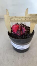 GYMNOCALYCIUM Mihanovichii Variegata Nº 538 – vaso 09 - Imagem 4