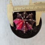 GYMNOCALYCIUM Mihanovichii Variegata Nº 538 – vaso 09