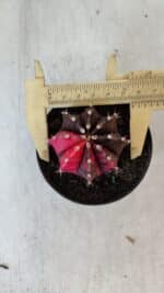 GYMNOCALYCIUM Mihanovichii Variegata Nº 538 – vaso 09