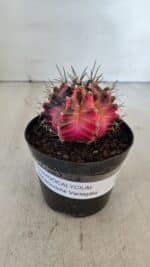 GYMNOCALYCIUM Mihanovichii Variegata Nº 539 – vaso 09 - Imagem 2