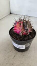 GYMNOCALYCIUM Mihanovichii Variegata Nº 539 – vaso 09 - Imagem 9