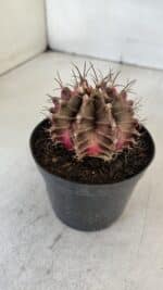 GYMNOCALYCIUM Mihanovichii Variegata Nº 539 – vaso 09 - Imagem 8