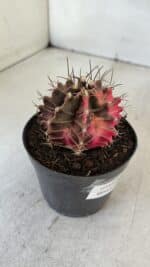 GYMNOCALYCIUM Mihanovichii Variegata Nº 539 – vaso 09 - Imagem 7