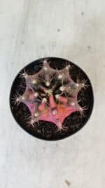 GYMNOCALYCIUM Mihanovichii Variegata Nº 539 – vaso 09 - Imagem 3