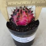 GYMNOCALYCIUM Mihanovichii Variegata Nº 539 – vaso 09