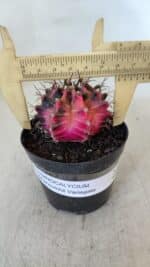 GYMNOCALYCIUM Mihanovichii Variegata Nº 539 – vaso 09