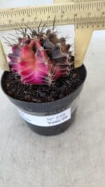 GYMNOCALYCIUM Mihanovichii Variegata Nº 539 – vaso 09 - Imagem 6