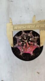 GYMNOCALYCIUM Mihanovichii Variegata Nº 539 – vaso 09 - Imagem 5