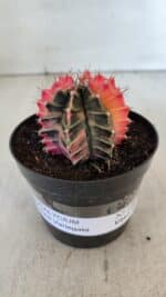 GYMNOCALYCIUM Mihanovichii Variegata Nº 540 – vaso 09 - Imagem 2