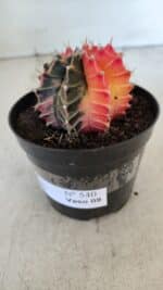 GYMNOCALYCIUM Mihanovichii Variegata Nº 540 – vaso 09 - Imagem 8