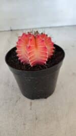 GYMNOCALYCIUM Mihanovichii Variegata Nº 540 – vaso 09 - Imagem 7