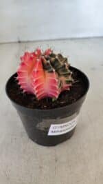 GYMNOCALYCIUM Mihanovichii Variegata Nº 540 – vaso 09 - Imagem 6