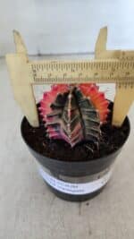 GYMNOCALYCIUM Mihanovichii Variegata Nº 540 – vaso 09 - Imagem 4