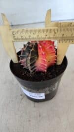 GYMNOCALYCIUM Mihanovichii Variegata Nº 540 – vaso 09 - Imagem 5