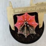 GYMNOCALYCIUM Mihanovichii Variegata Nº 540 – vaso 09