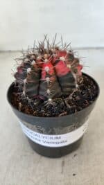 GYMNOCALYCIUM Mihanovichii Variegata Nº 541 – vaso 09 - Imagem 2
