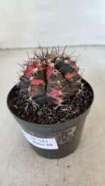 GYMNOCALYCIUM Mihanovichii Variegata Nº 541 – vaso 09 - Imagem 9