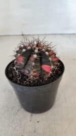 GYMNOCALYCIUM Mihanovichii Variegata Nº 541 – vaso 09 - Imagem 8