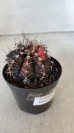 GYMNOCALYCIUM Mihanovichii Variegata Nº 541 – vaso 09 - Imagem 7