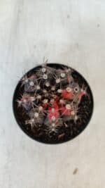 GYMNOCALYCIUM Mihanovichii Variegata Nº 541 – vaso 09 - Imagem 3