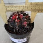 GYMNOCALYCIUM Mihanovichii Variegata Nº 541 – vaso 09