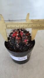 GYMNOCALYCIUM Mihanovichii Variegata Nº 541 – vaso 09