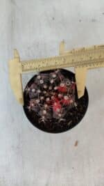 GYMNOCALYCIUM Mihanovichii Variegata Nº 541 – vaso 09 - Imagem 5