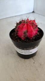 GYMNOCALYCIUM Mihanovichii Variegata Nº 542 – vaso 09 - Imagem 10